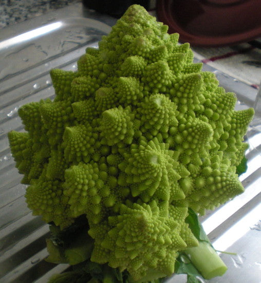 Could these mysterious fractal patterns be the key to beating cancer?